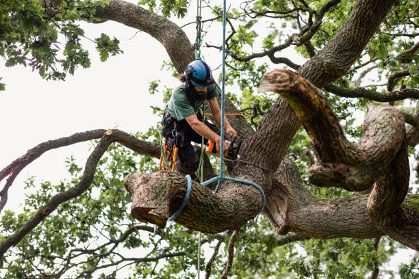 Best Root Management and Removal  in Lackawanna, NY